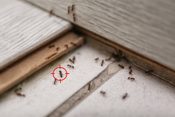 Wasp Removal Services in Lamar, SC